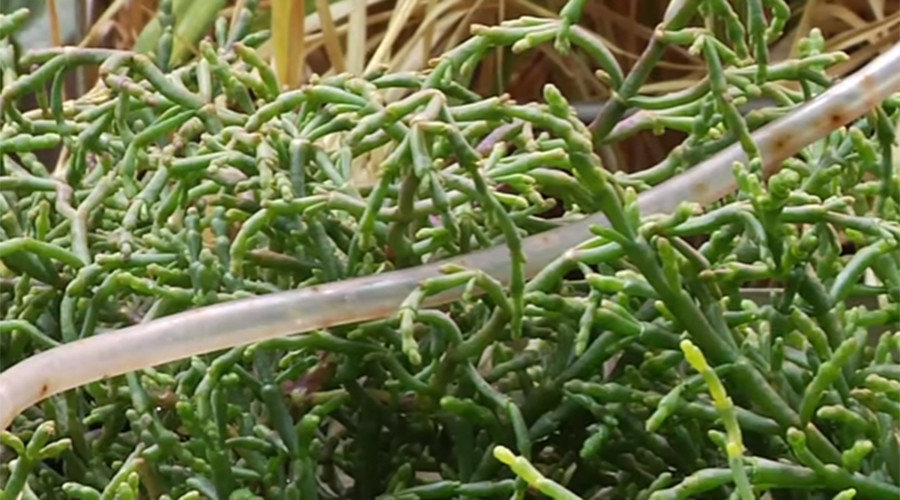 Plant system