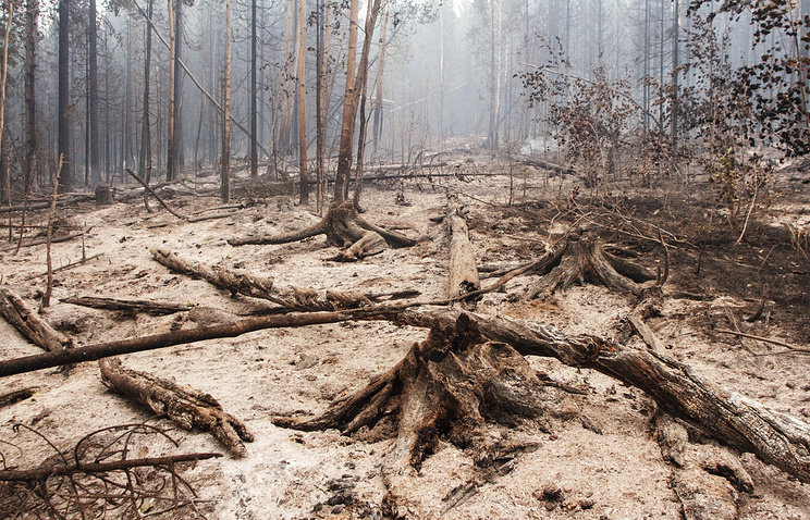 Wildfire