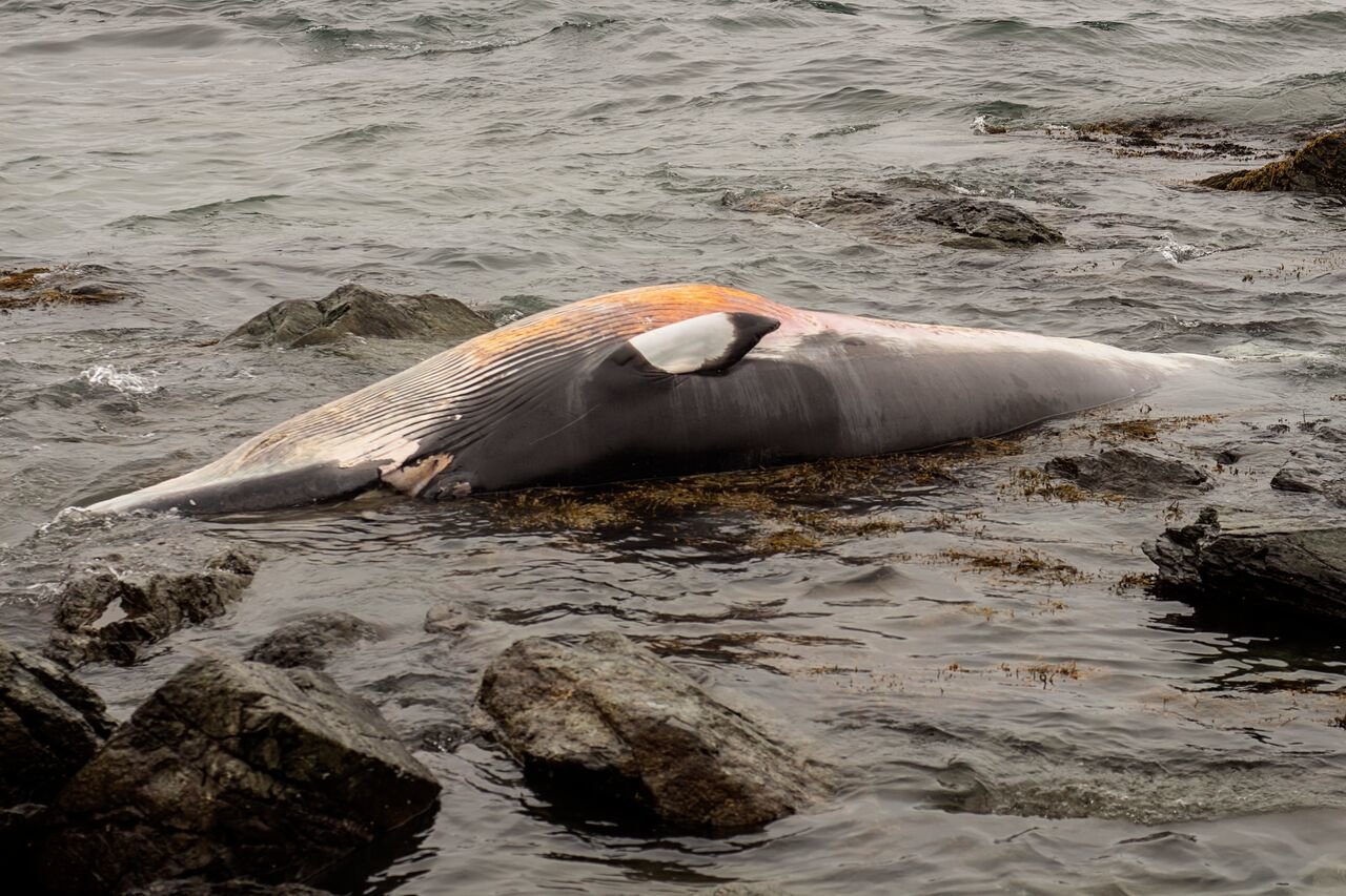 Dead whale