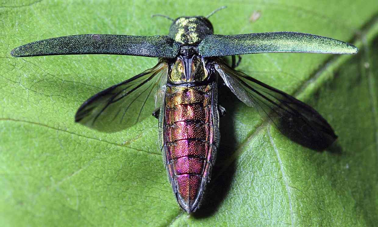 The emerald ash borer is a threat to trees in the US and Europe. 
