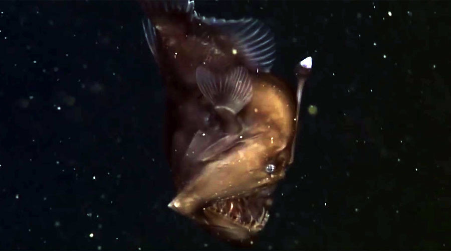 Something resembling a fish