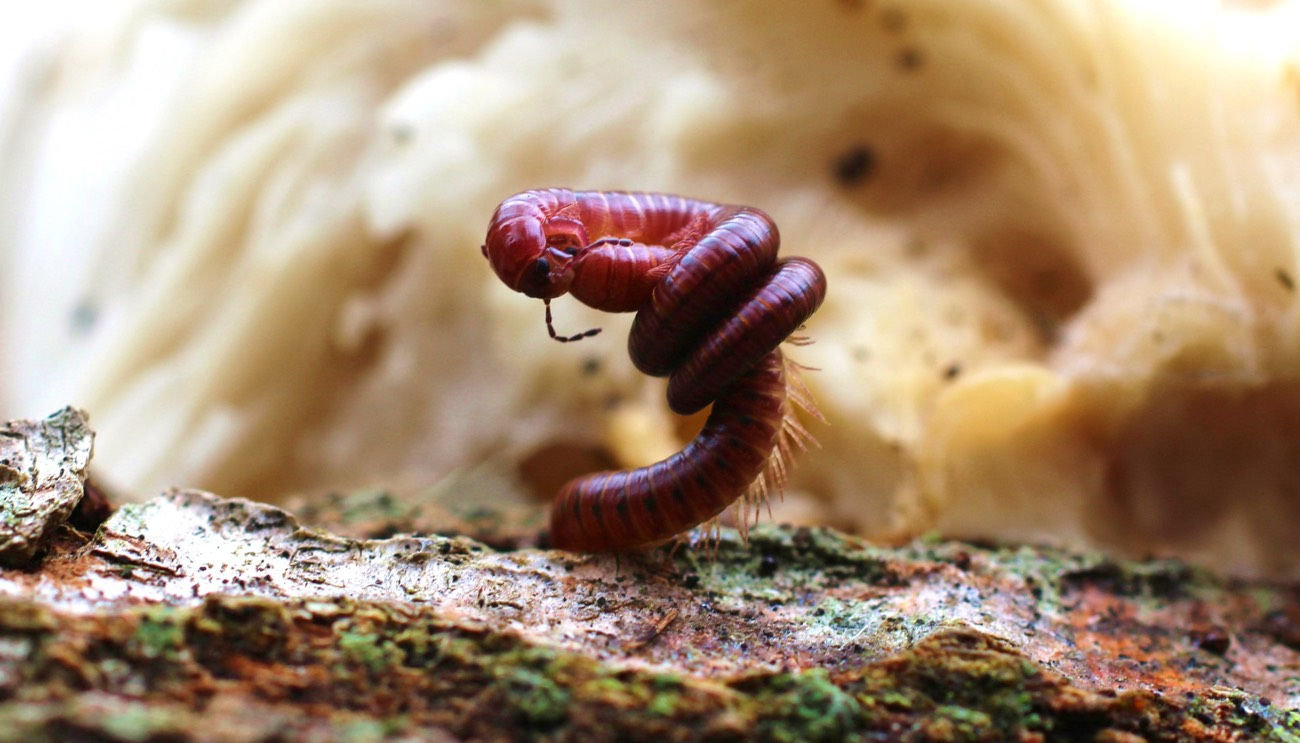 worm