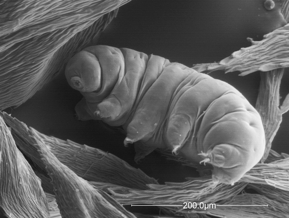 microscopic creature: Tardigrade