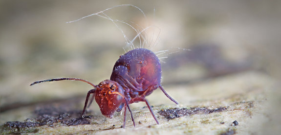 microscopic creature: Springtail