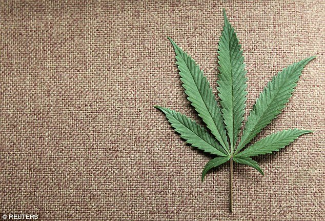 Cannibis leaf
