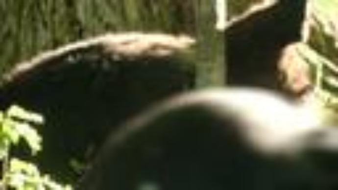 Dead cattle