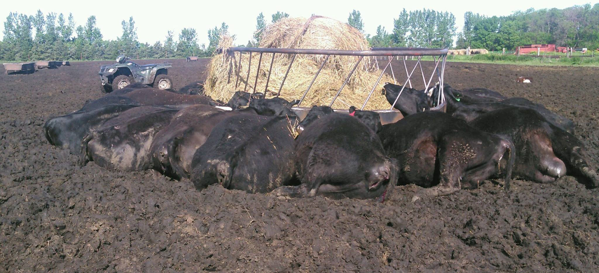 A single bolt of lightning killed 21 cows next to a metal bale feeder. 