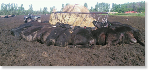 Click to enlarge A single bolt of lightning killed 21 cows next to a metal bale feeder.