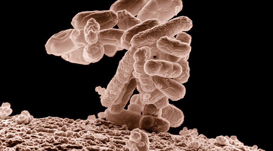 bacteria