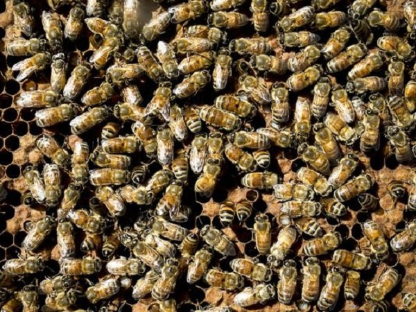 bees