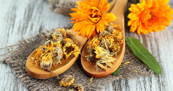 marigold, calendula