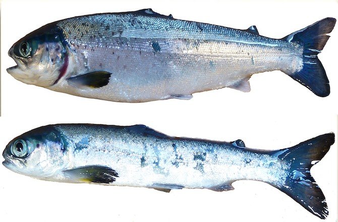 Click to enlarge growth stunted farmed salmon