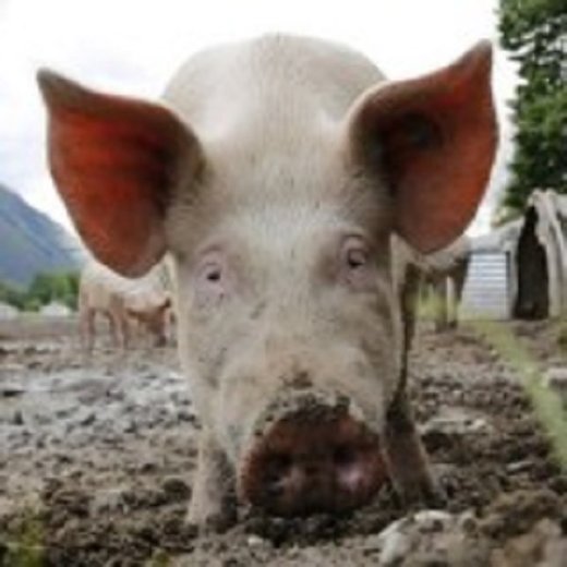 farm pig