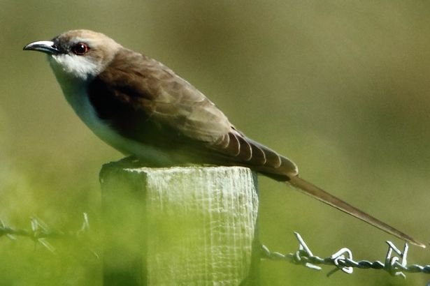 The bird was last seen in the UK in 1985 