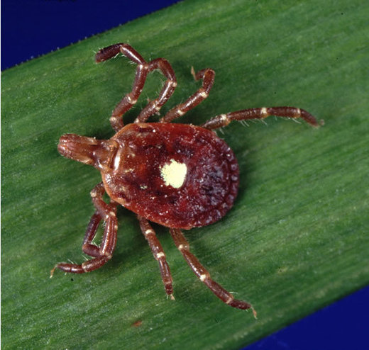 Click to enlarge lone star tick alpha gal meat allergy