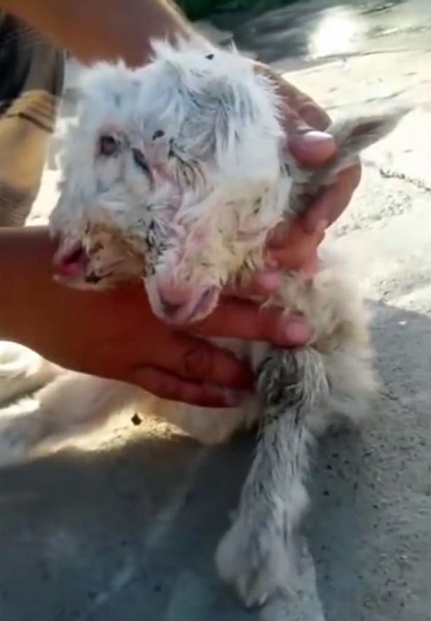 The two headed goat shocked the local community 