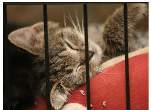 Click to enlarge rescue cat