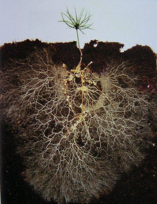 Click to enlarge healthy soils
