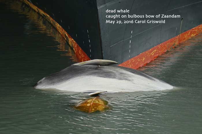 Dead fin whale
