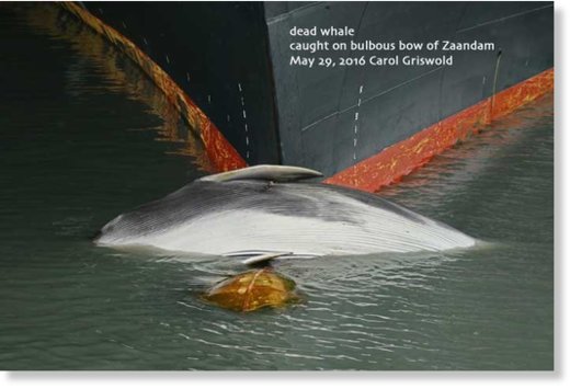 Dead fin whale