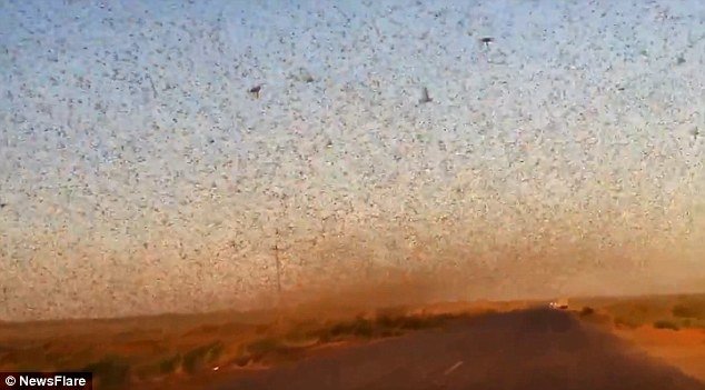 Farmers have started fires to stop the insects, which can eat their own body weight in food every day