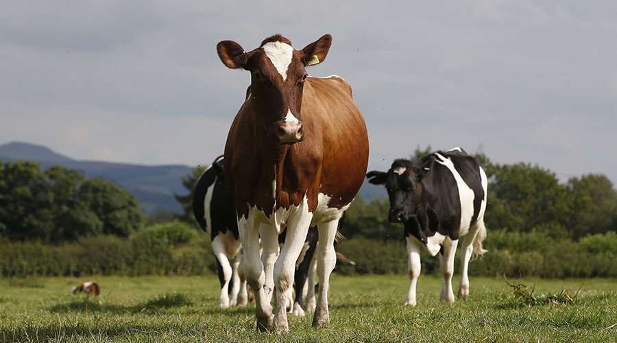 cows