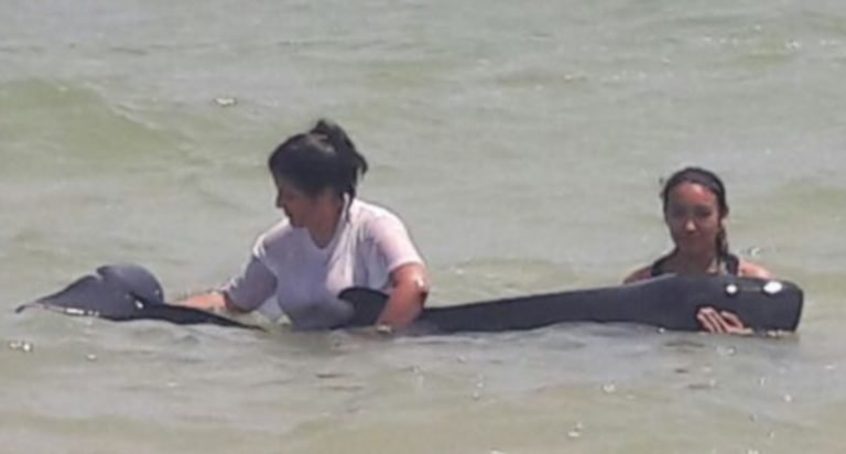 Marine biologist Diana Madeleine Antochiw Alonzo had dedicated part of her career to the research of strandings 