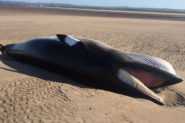  Dead Minke whale on the beach at St Andrews 