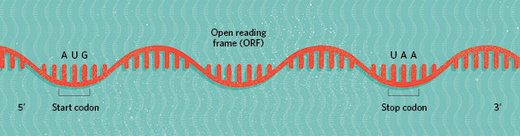 Click to enlarge RNA open reading frames