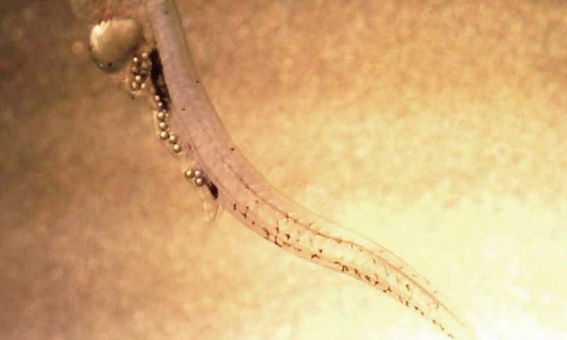Click to enlarge microplastic waste fish