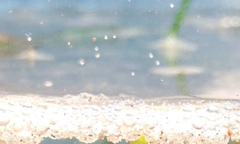 microplastic particles