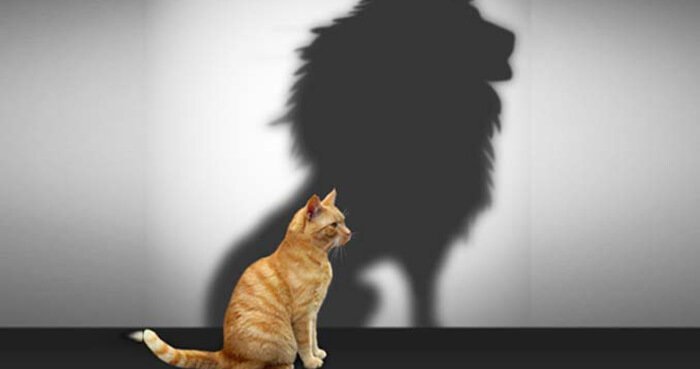 lion cat