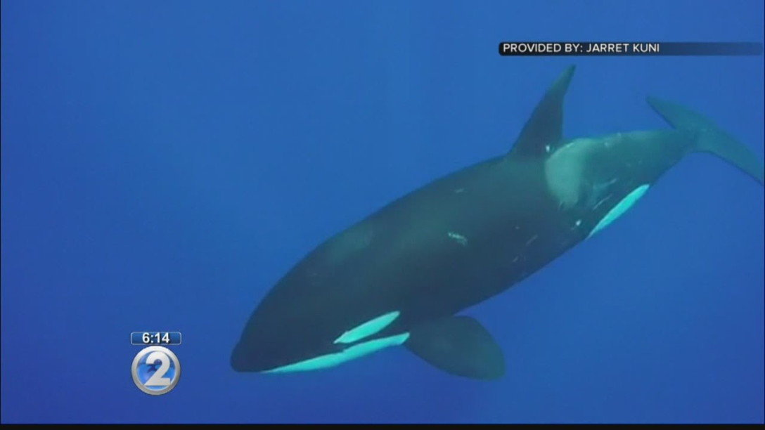 killer whale