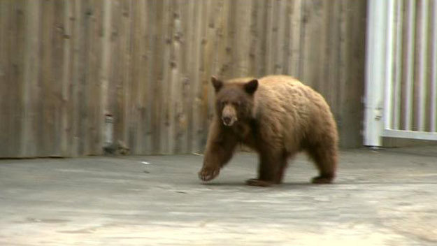 Bear
