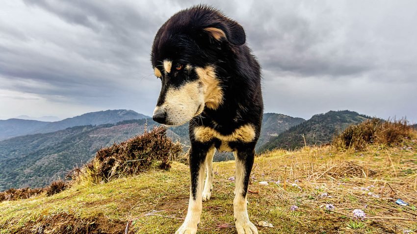 Tibetan Mastiff