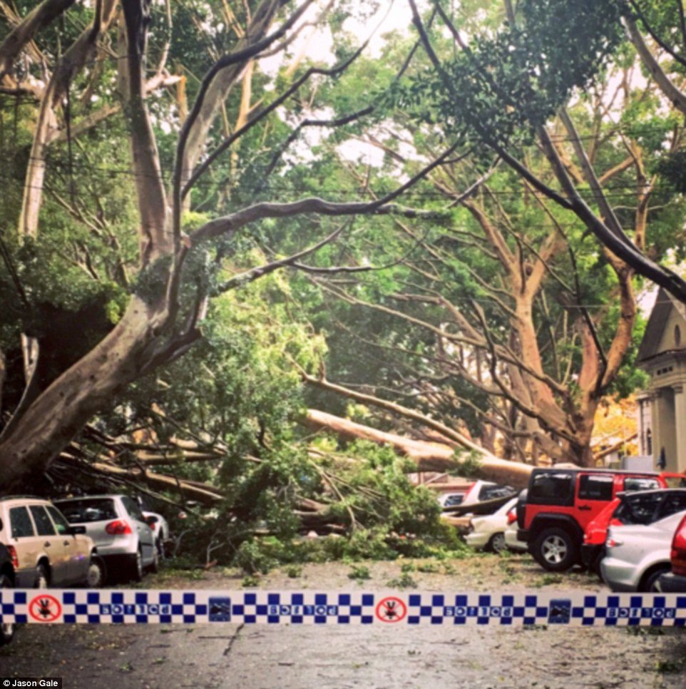 Click to enlarge The storms wreaked havoc across Sydney on Saturday, bringing down several trees in Napier Street, Paddington - resulting in thousands of dollars damage to parked cars