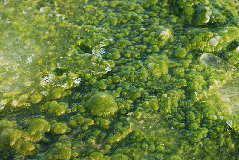 Click to enlarge Algae