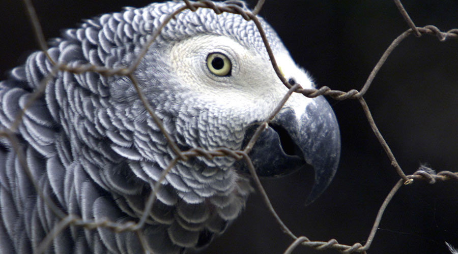 parrot