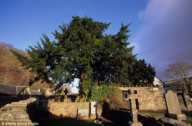 tree