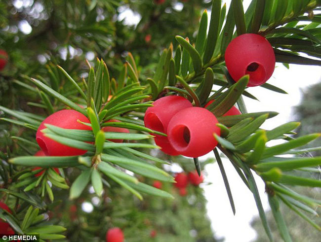 tree