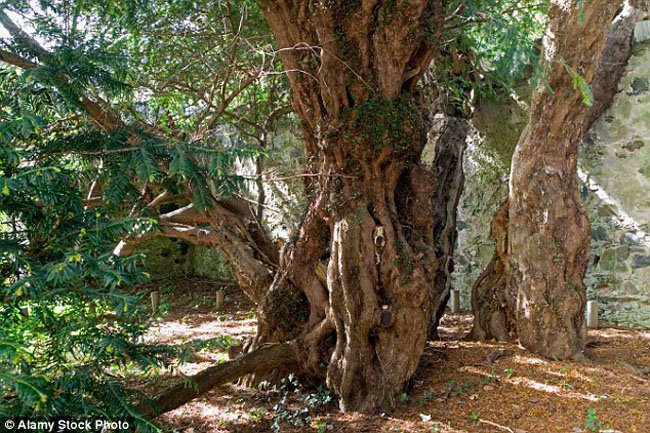 tree