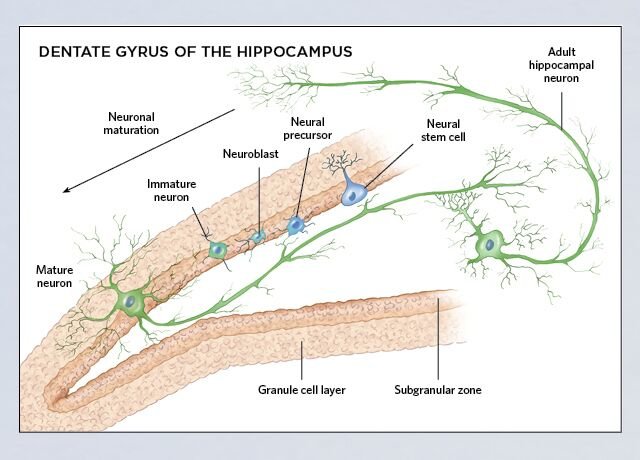 Click to enlarge neurogenesis