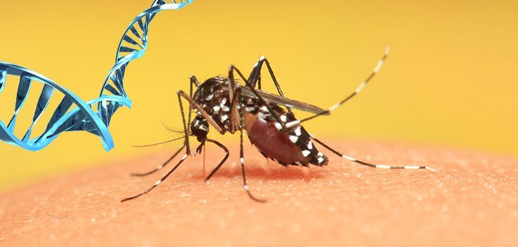 GE mosquito