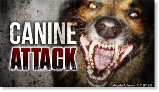 Dog attack