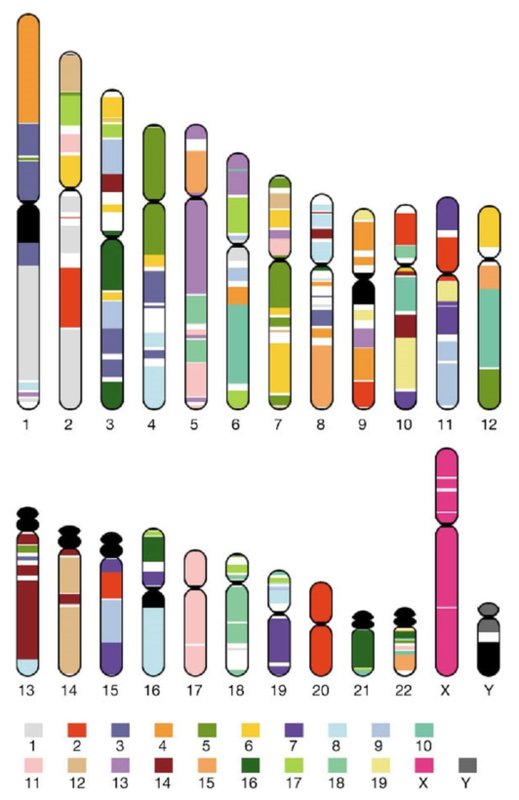 Click to enlarge Human Genome