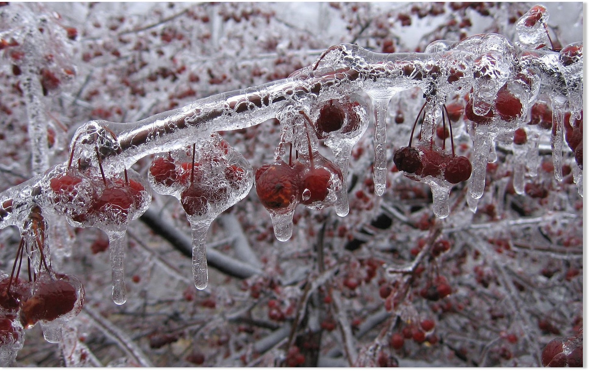 Northern hemisphere crop losses for Spring 2016: Cherry 80%, apricot 60%, wheat 6% and ...1934 x 1218