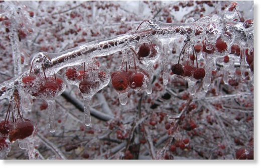 Frost damage