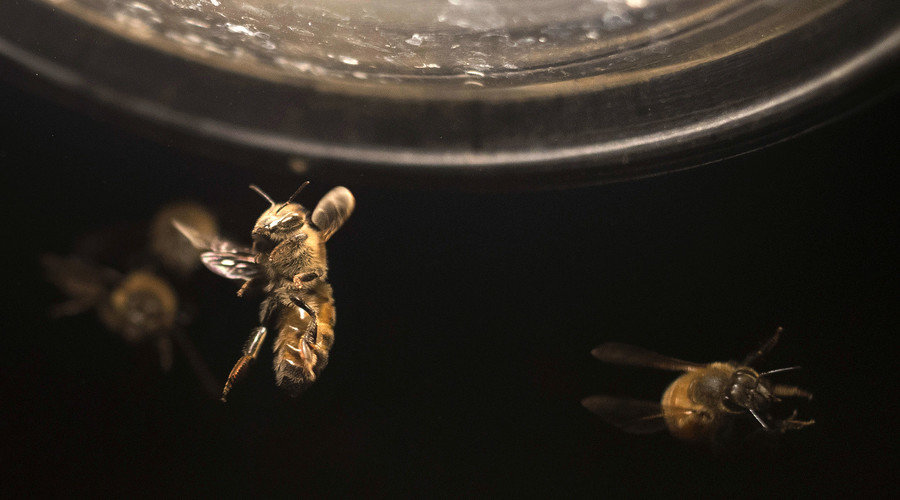 killer bees