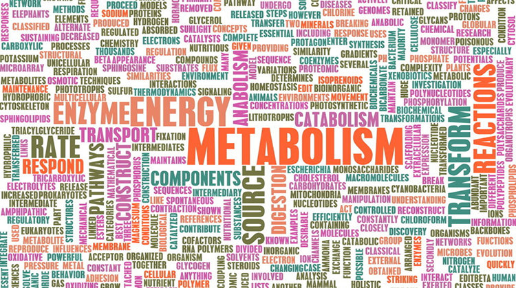 metabolism