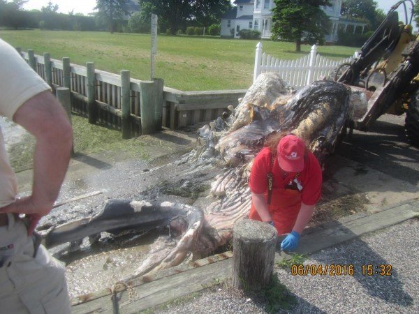 Dead humpback whale